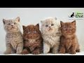 Bébé chat, le top 10 des chatons les plus mignons au monde (avec un petit bonus)