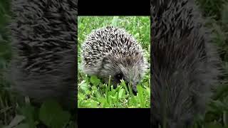 Animal Sounds | Hedgehog