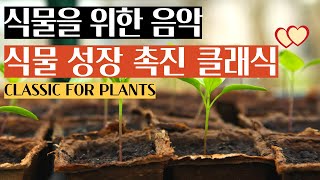 식물이 좋아하는 클래식 음악🎶  식물 성장 촉진 👍 Music for plants💕