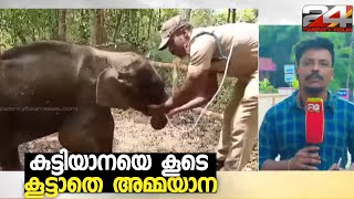 കുട്ടിയാനയുടെ അടുത്ത് അമ്മയാന വന്നെങ്കിലും കുട്ടിയാനയെ കൂടെ കൂട്ടാതെ അമ്മയാന