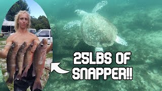 LOADED with BIG Mangrove Snapper | Florida Spearfishing