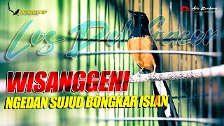 AUTO GACOR !! Murai SUPER FIGHTER gaya sujud - sujud muntah isisan |  shama bird song