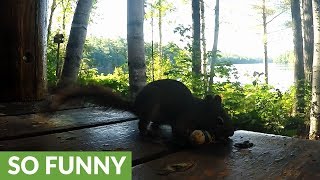 Red squirrel turns the tables on prankster