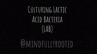 How to LAB : Lactic Acid Bacteria