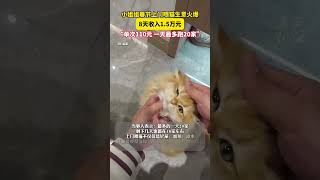 #小姐姐春节上门喂猫8天收入1万5  当事人：单次110元，一天最多跑20家。网友：边撸猫边赚钱，慕了！（来源：美丽浙江） #中国蓝国际culture #興趣 #搞笑 #創意 #smartphone