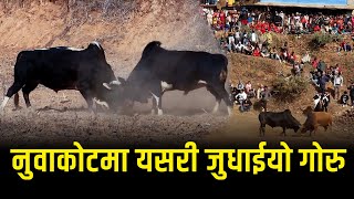 नुवाकोटमा यसरी जुधाईयो गोरु || Bull Fighting Festival in Taruka Village, Nuwakot