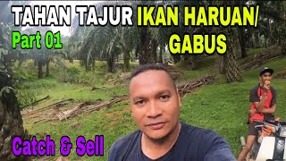 Tahan Tajur Ikan Haruan (Part 01)