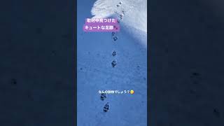 【雪道】かわいい足跡発見🐾💗#shorts