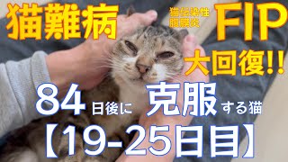 【難病】84日後に難病を克服する猫　１９～２５日目【FIP】【猫動画】