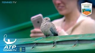 Funniest moments: Djokovic, Nadal, Goffin...and *that* bird! | Monte-Carlo Rolex Masters 2017