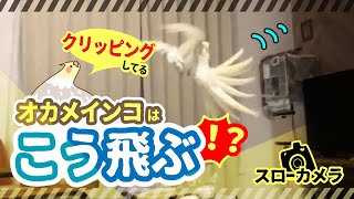 【オカメインコ 】クリッピング中の鳥はこう飛ぶ！？笑える動き【スローカメラ】