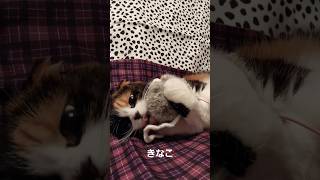 【ねねともきなこ猫介護日記】きなこ♡#cat #cats #catlover #cute #猫