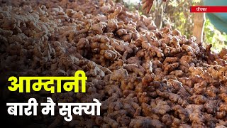 अदुवा खरिद गर्न व्यापारी नआएपछि पाँचथरका किसान चिन्तित | Galaxy News Report