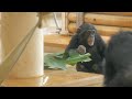Yotsuba-chan having dinner　Higashiyama Zoo　Chimpanzee　202403