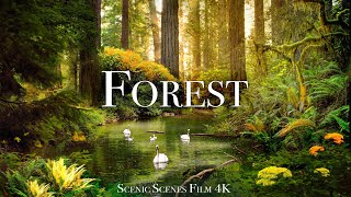 Forest In 4K - The Healing Power Of Nature Sounds | Forest Sounds | Scenic Relaxation Film