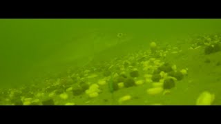 SEDO Underwater Carp Fishing - 10 meters Depth December.