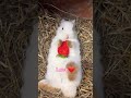 Baby rabbit eats a strawberry. A beautiful moment #3170 - #shorts