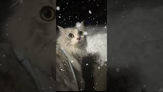 ドア行けたら雪❗️ビックリするそらっち🐱💦cute cat vlog Japan #ねこかわいいね #猫 #ねこ #cat #shorts