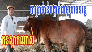 បាប្រាម៉ាន់បង្កា.ត់ជាមួយមេគោទន្លេ កូនស្អាតណាស់