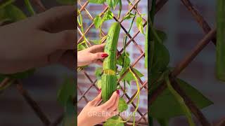 Lovely gardening tips and tricks for vibrant plant lovers ☘