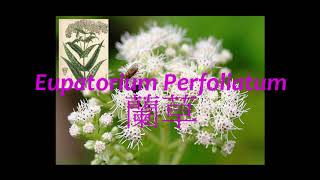 《靈丹妙藥的同類療法》- EP023 - 蘭草 Eupatorium Perfoliatum