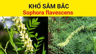 Khổ sâm bắc, Khổ sâm Trung Quốc, Sophora flavescens | Có tác dụng gì?