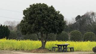 和泉市環境リサイクル公園 梅林 菜の花 2019.2.22