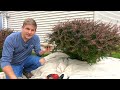 how to use an electric hedge trimmer to trim bushes