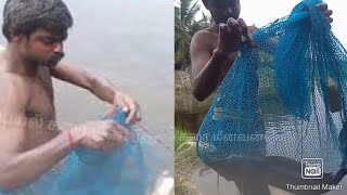 கட்டு வலையில்  🐟மொய்மீன் வேட்டை/catfish 🐟 hunting