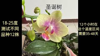 低温多久花剑能破口？蝴蝶兰出花剑到开花需要多长时间？