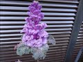 ピンクの可憐な「乙女椿」に、パープル葉牡丹！が映える花瓶の花