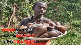 中国人嫌弃的非洲大蜗牛为何成为非洲人最爱每年吃掉3000万斤