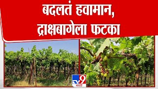 Nashik Nifad Grapes News : शेतकरी संकटात, बदलत्या वातावरणाचा द्राक्ष पिकाला फटका