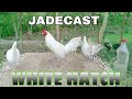 JADECAST WHITE HATCH... NOTE: not your typical white hatches... These are UF KANAWAYON throwback...