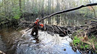Beaver Dam Removal! || Who Needs A Gym When U Tear Out Beaver Dams Like This! 😂