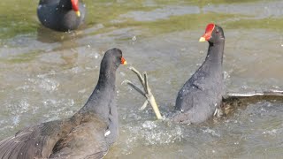 White-breasted Waterhen \u0026Eurasian Moorhen 白腹秧雞\u0026紅冠水雞