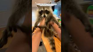 Rescue a baby raccoon #animalshorts #shortvideo #animalrescue