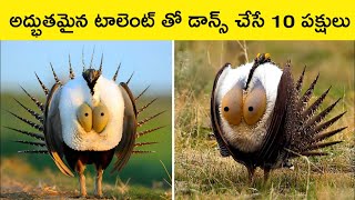 Most beautiful dancing birds in the world most | beautiful birds |  telugu facts | bmc facts