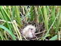 eurasian bittern bird baby birds in the nest