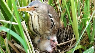 Eurasian Bittern Bird | Baby Birds in The Nest