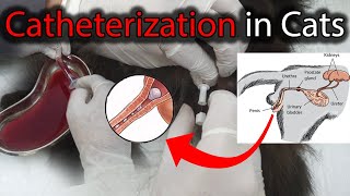 Urethral Catheterization Procedure in Male Cat having Urinary Retention | Feline | How to