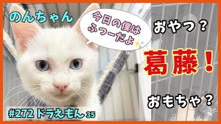 35 オモシロ子猫がオヤツとオモチャの狭間で葛藤❗【ドラえもん・TNRで保護】happy to see happy kittens