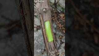 Grafting a long Bud in grapevine veryeasy #grafting #nature #satisfying