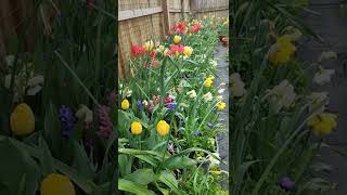 Spring bulbs in pots (tulips, muscari, hyacinths, narcissus, Siberian squill)  春季开花的种球花境，含郁金香，水仙，风信子