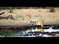 amazing tanzania hd