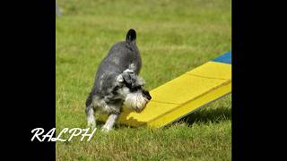 Mini schnauzer Ralph, agility training with Sian