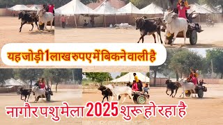 नागौर पशु मेला 2025 का लगना शुरू हो रहा है || Nagaur pashu mela 2025 || नागौर पशु मेला 2025 #camel​