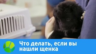 Что делать, если вы нашли щенка | Живая Планета