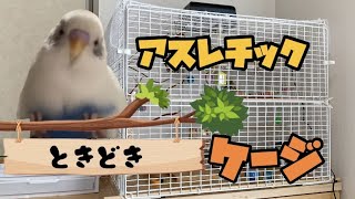 【セキセイインコ】100均アスレチックがケージにもなる！広さケージの4倍‼️