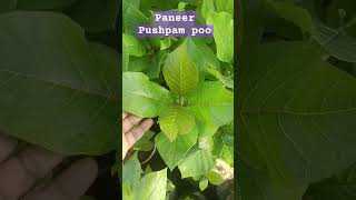 Paneer Pushpam flower plant | lucky plant | vastu plant